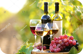 Vino i degustacije